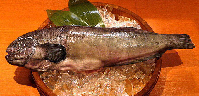 幻の高級魚：オホーツクの坊主銀宝