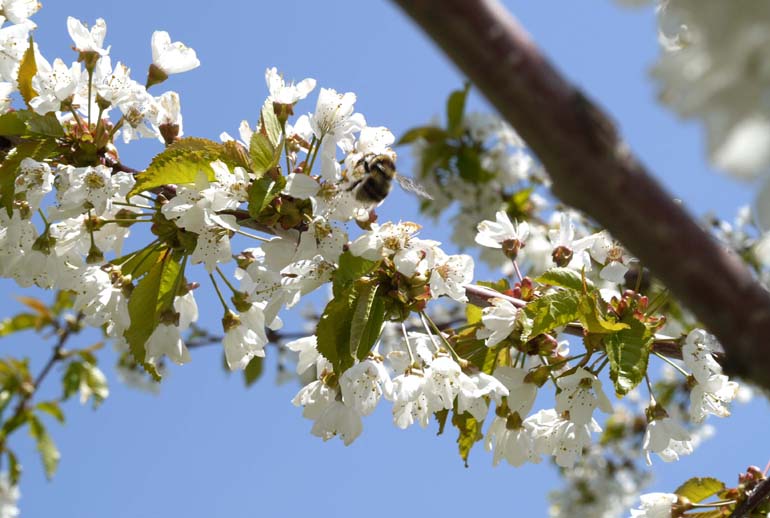 オホーツクのさくらんぼの樹に蜂が蜜を吸いに来る