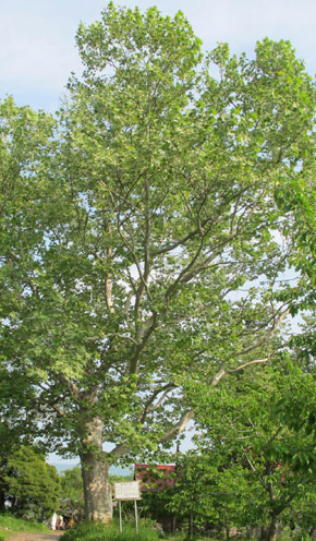 北見市の保護樹木スズカケの木