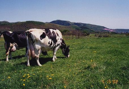 シーサックルの丘のハーブと乳牛